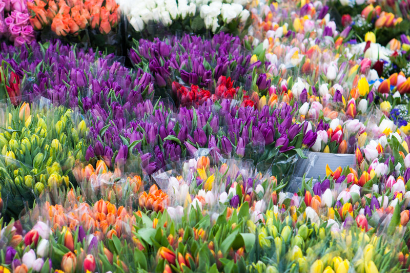 Colorful flowers for sale
