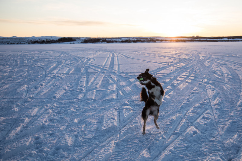 The dog is actively jumping for the ball in the winter