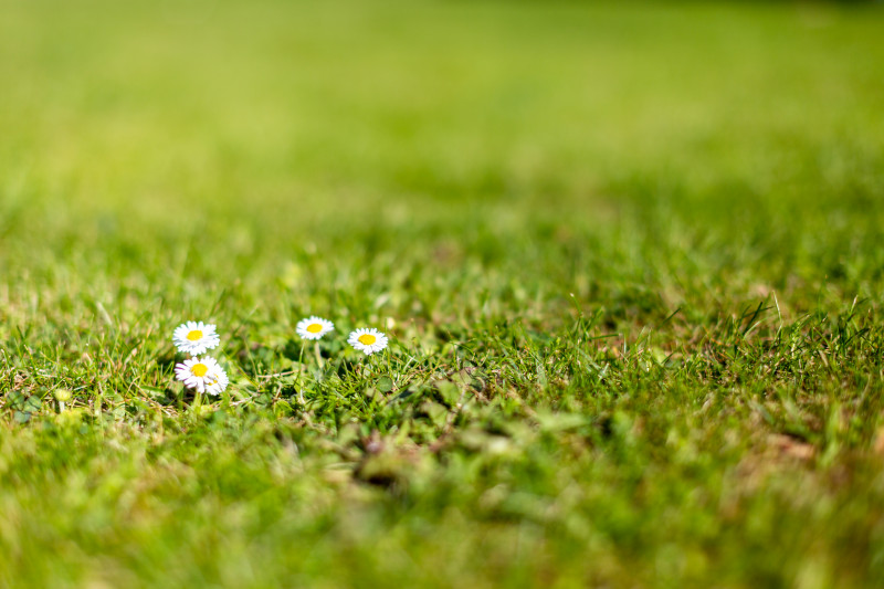 Pequeñas flores blancas en el céspe