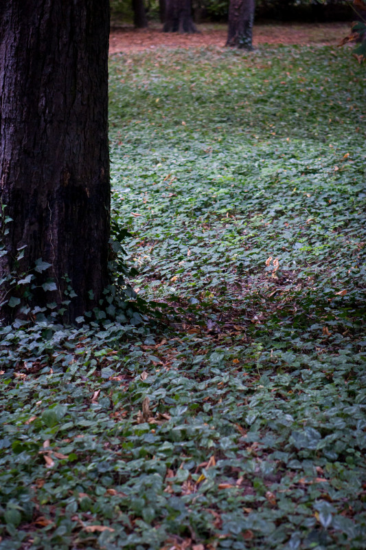 Дерево в лесу